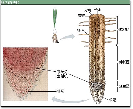 根的種類|根的型態、構造與功能